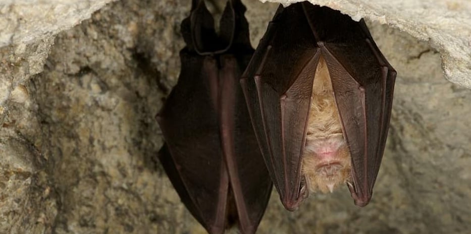 Cité des Paysages - Nuit internationale de la Chauve-Souris