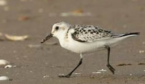 Faune et flore sauvages de bretagne