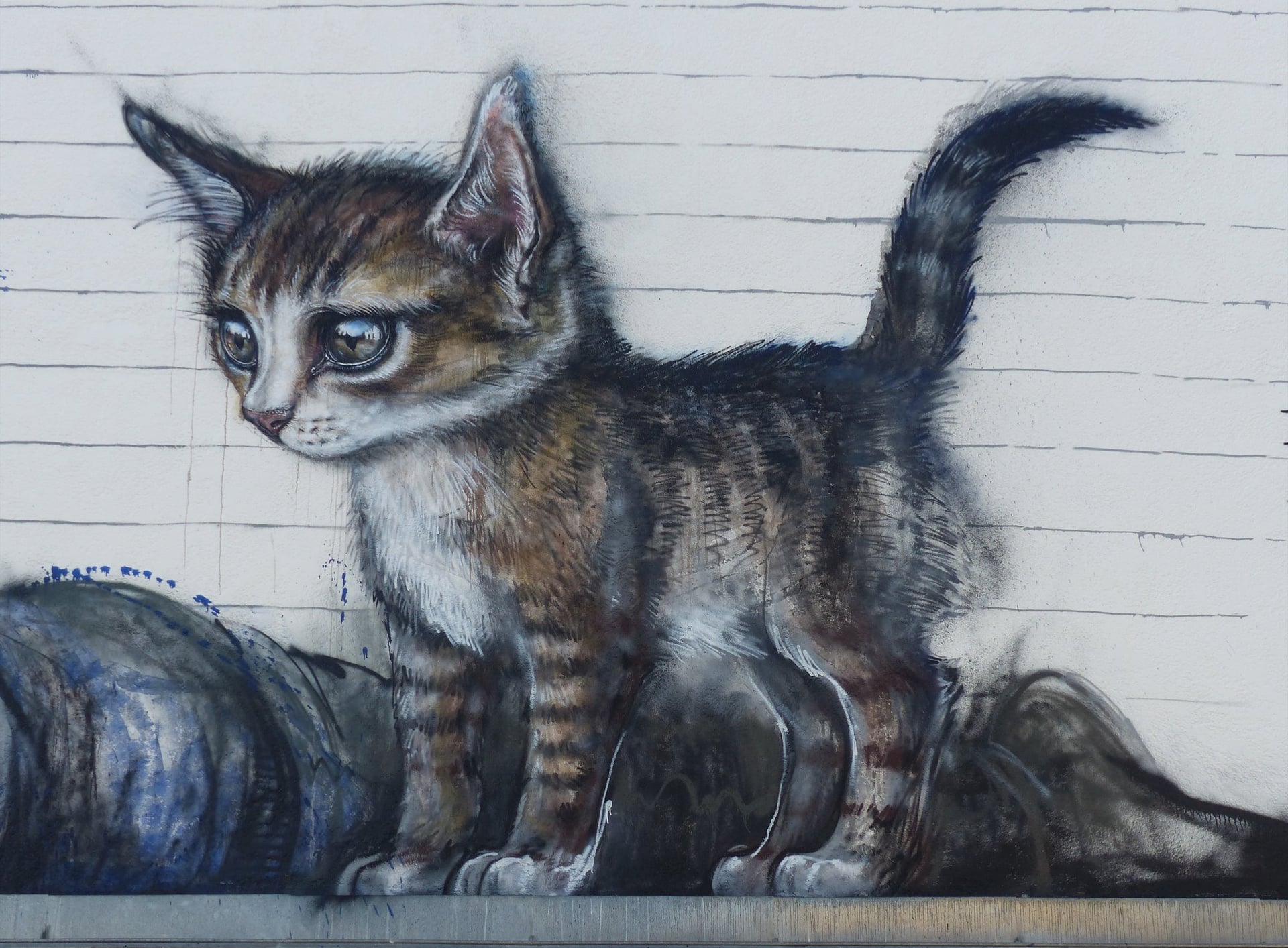 Exposition à Laon : "Chat, chat, chats !"