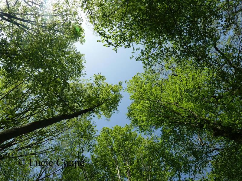 Sorties sylvatiques en forêt de mondon