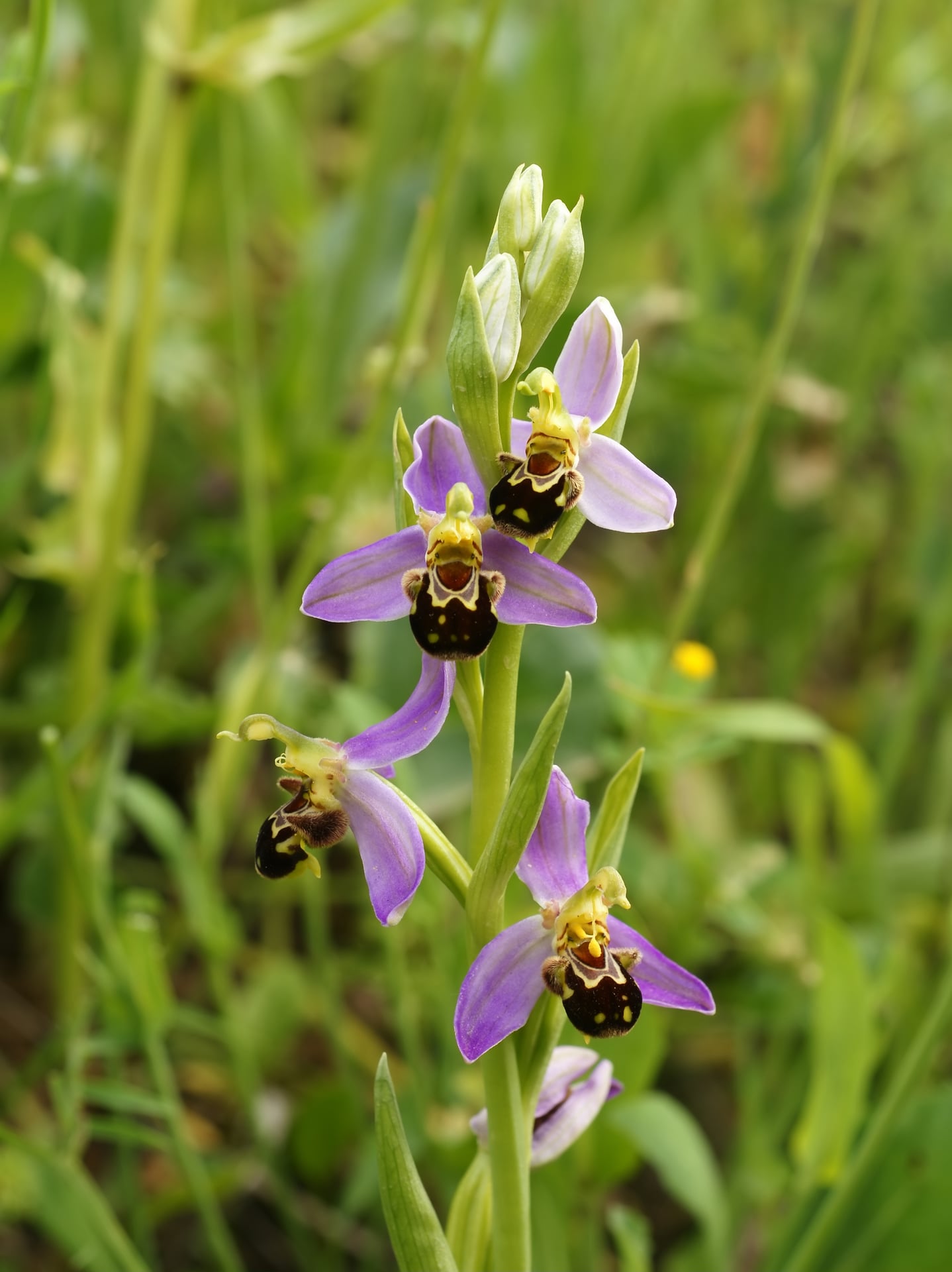 Balade nature  "Les orchidées sauvages de Vézelay"