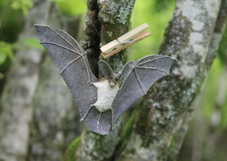 Les jeudis de la Réserve : La nuit de la chauve-souris aux Monts d’Olmes