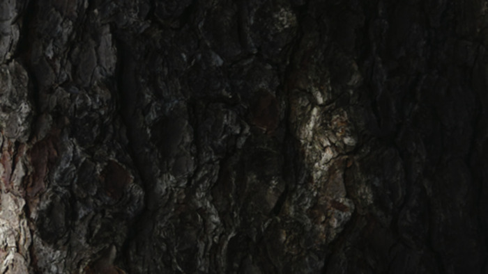 Balade naturaliste : "Entrelacs entre arbres"