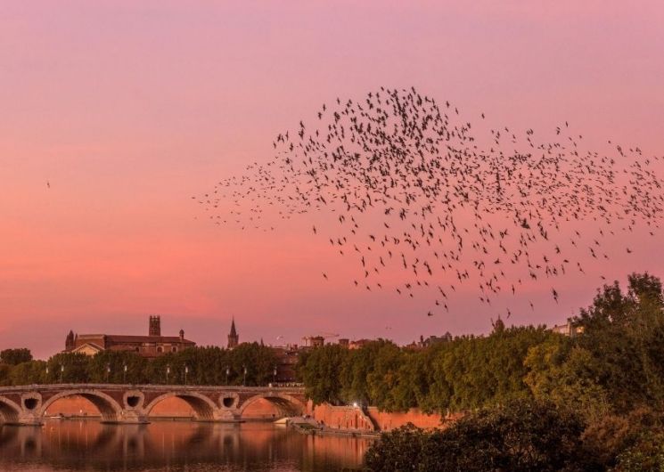 LES MATINALES TOULOUSAINES : RIVE GAUCHE