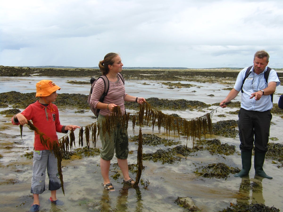 Sortie nature : Les algues et leurs secrets