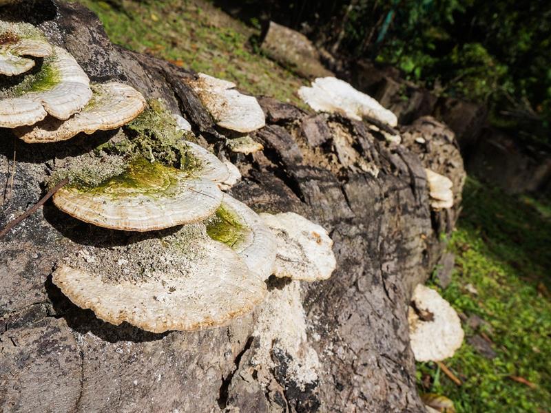 Une forêt qui s'ensauvage