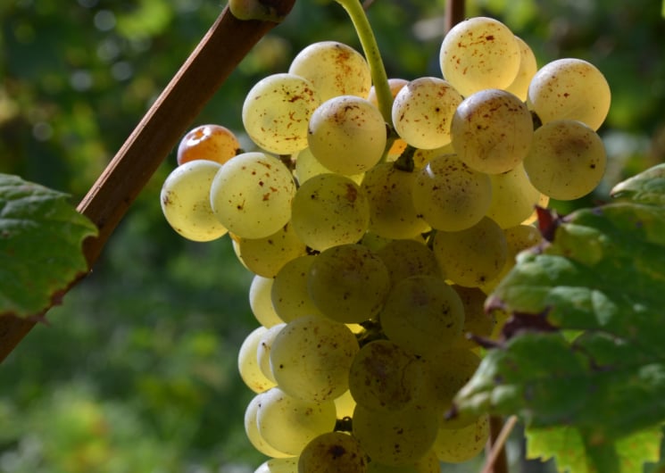 Visite « Racines Gaillacoises : à la rencontre des anciens – Vignobles Jérôme BéziosJérome