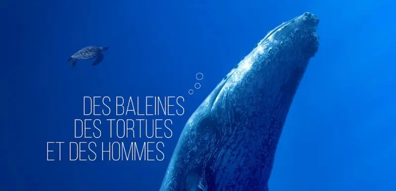 Projection “Des baleines, des tortues et des hommes”