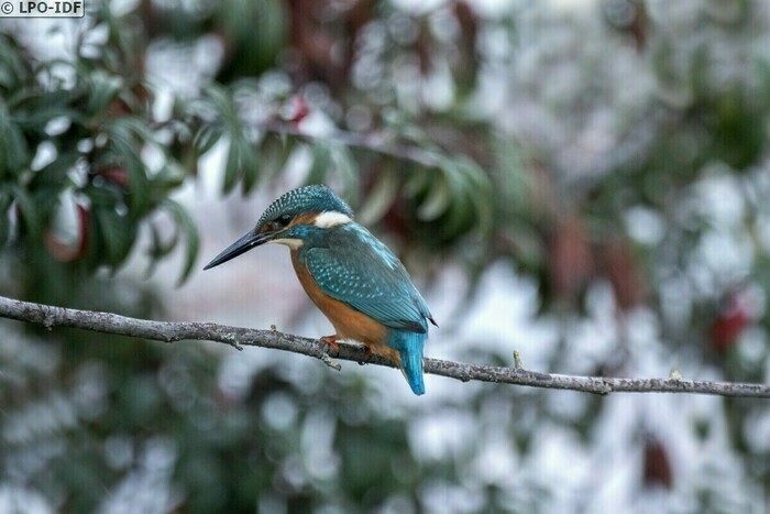 Découverte des oiseaux de la Fosse aux Carpes