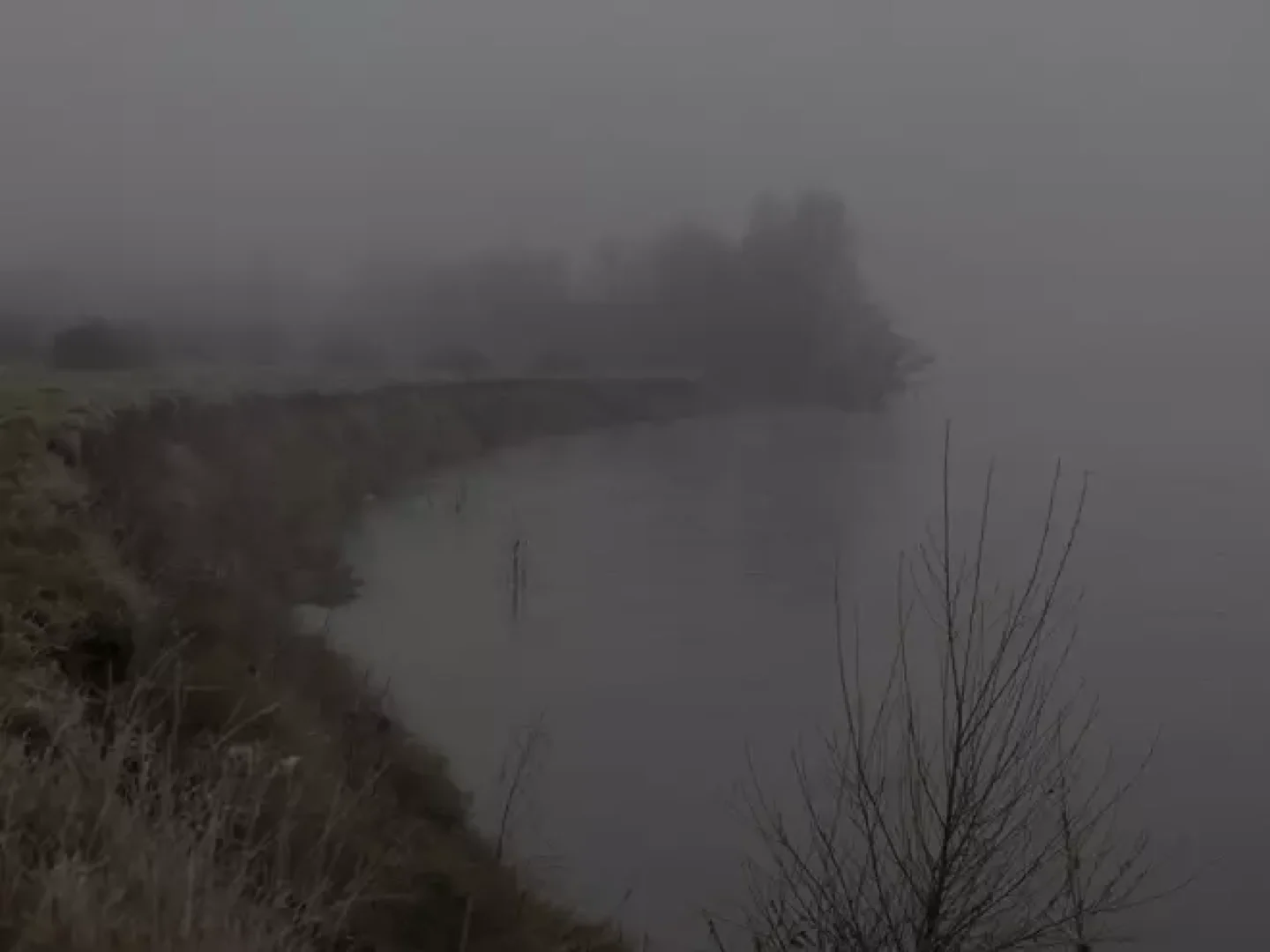 Nebula liger : un fleuve à soi