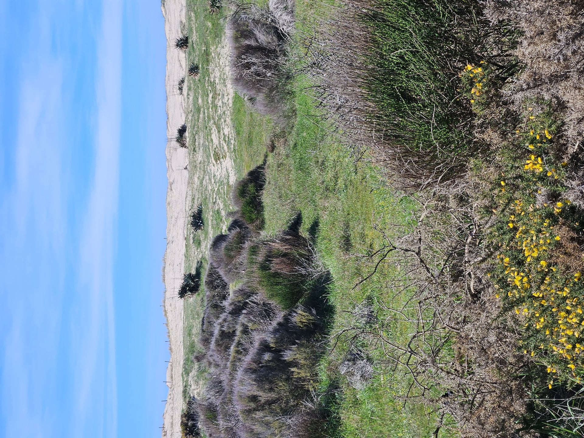 Les découvertes de Monta : découverte du milieu dunaire