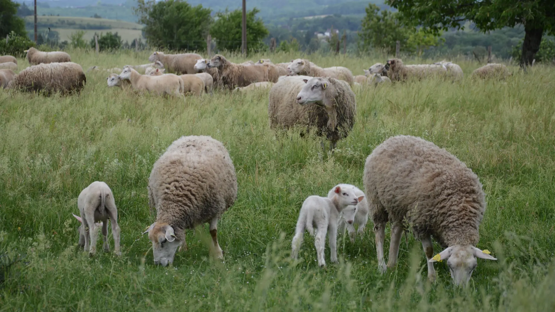 27ème édition de la Fête du Terroir