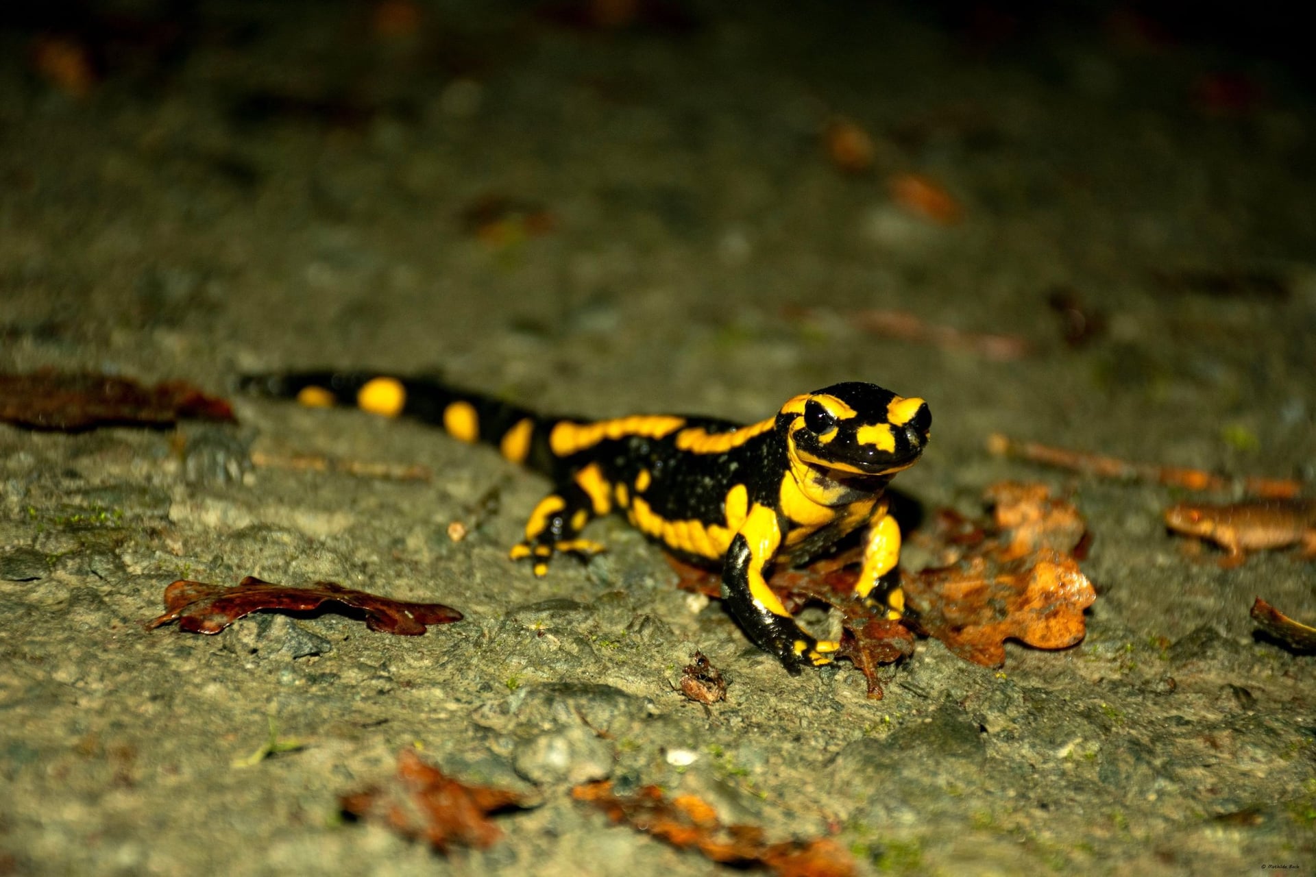 Conférence Zones humides et amphibiens