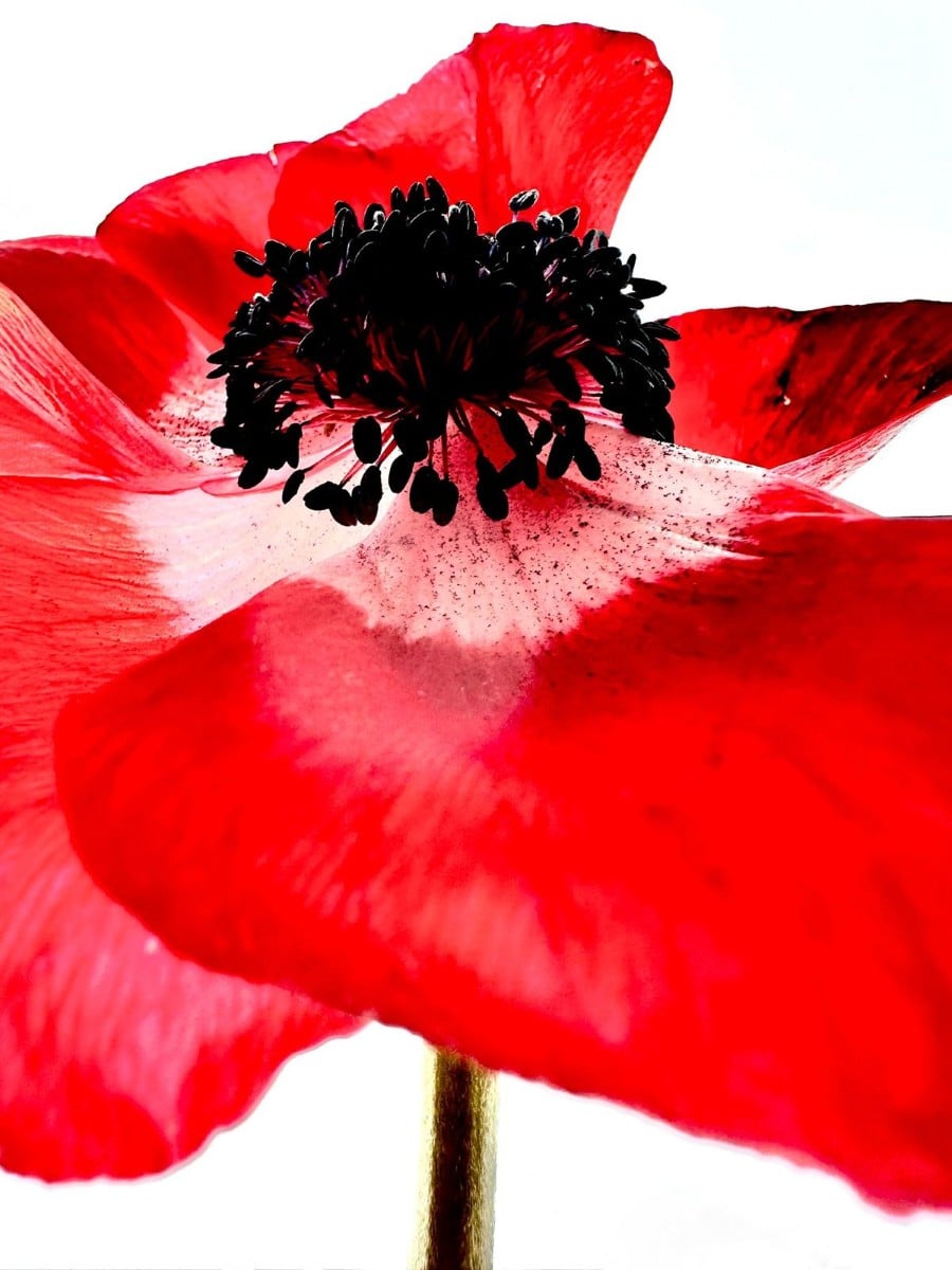 Photos de Sophie Le Gendre