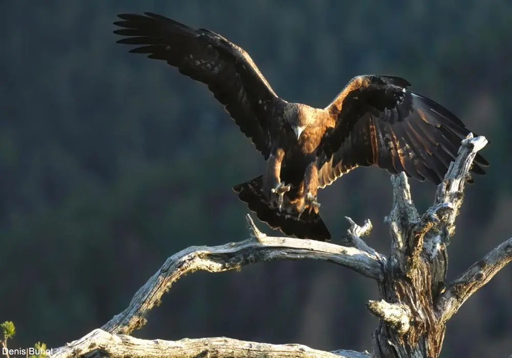 Aigle