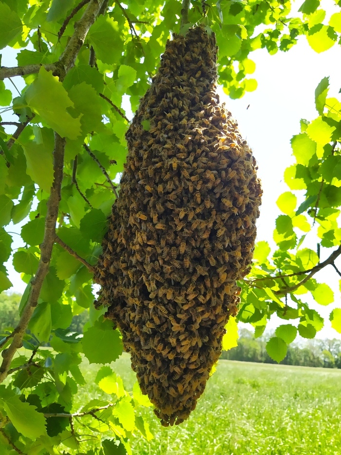 Porte ouverte sur l'apiculture