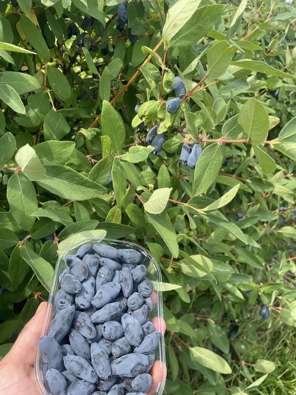 Visite à la découverte de la camerise