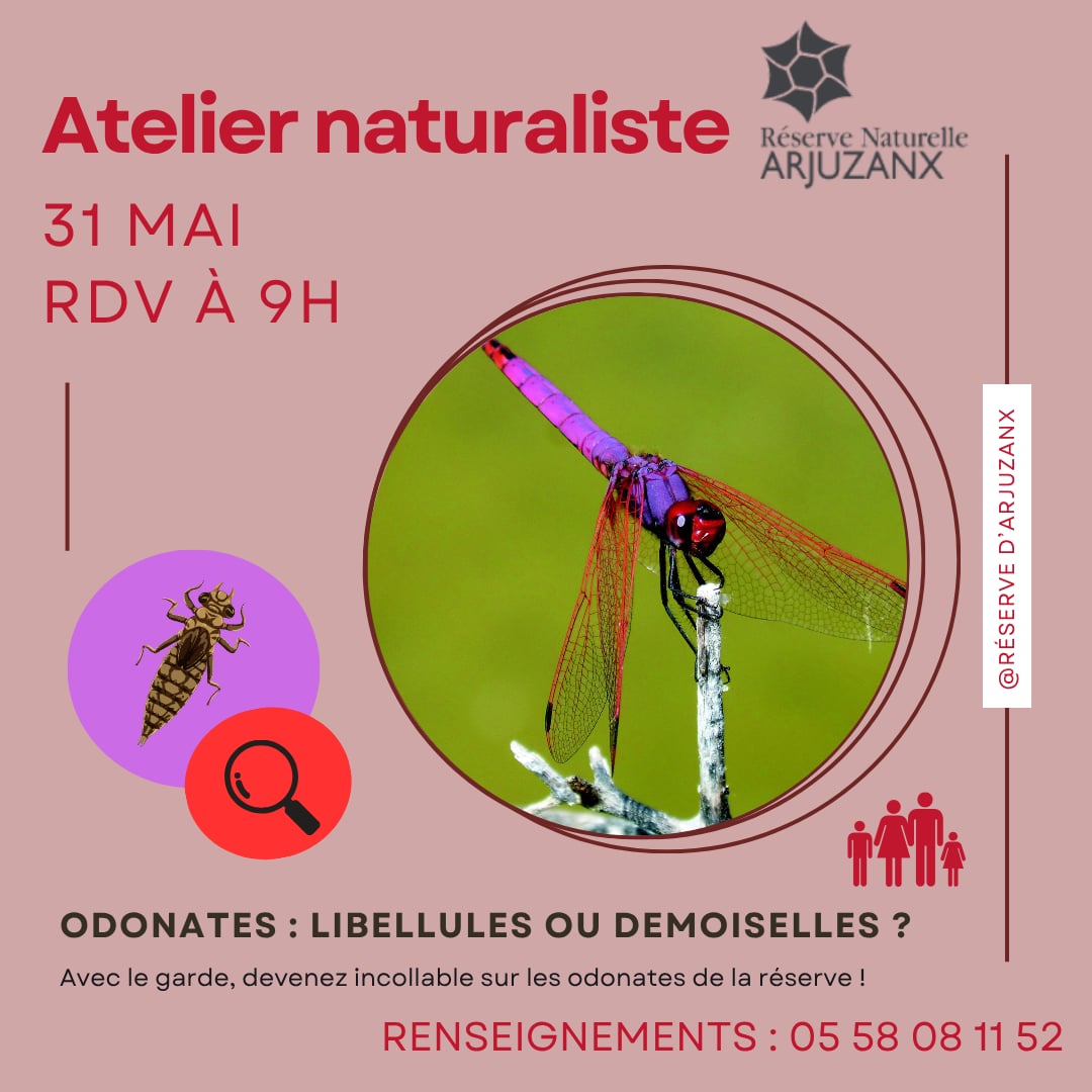Odonates  : Libellules ou Demoiselles