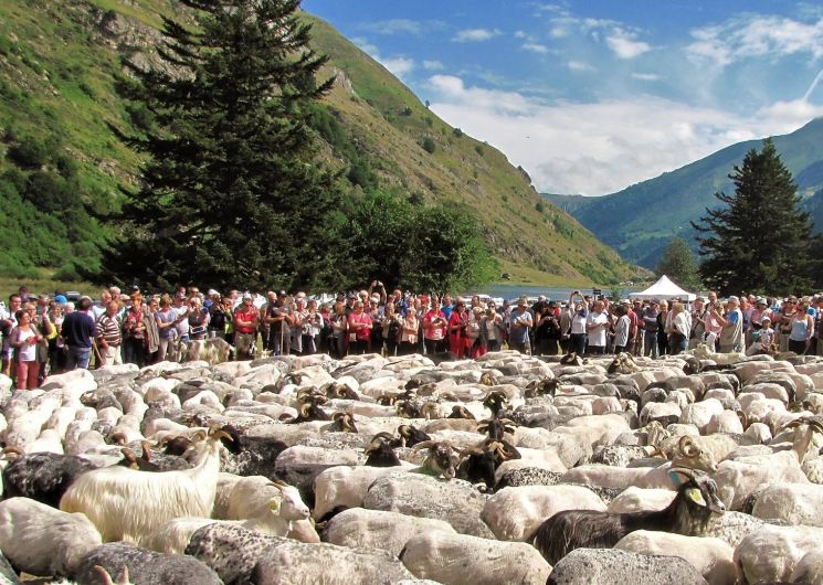 Transhumance au Lac d’Estaing