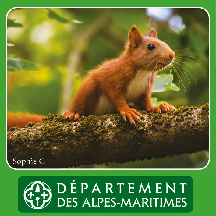 Animation nature " Traces et indices d'animaux "