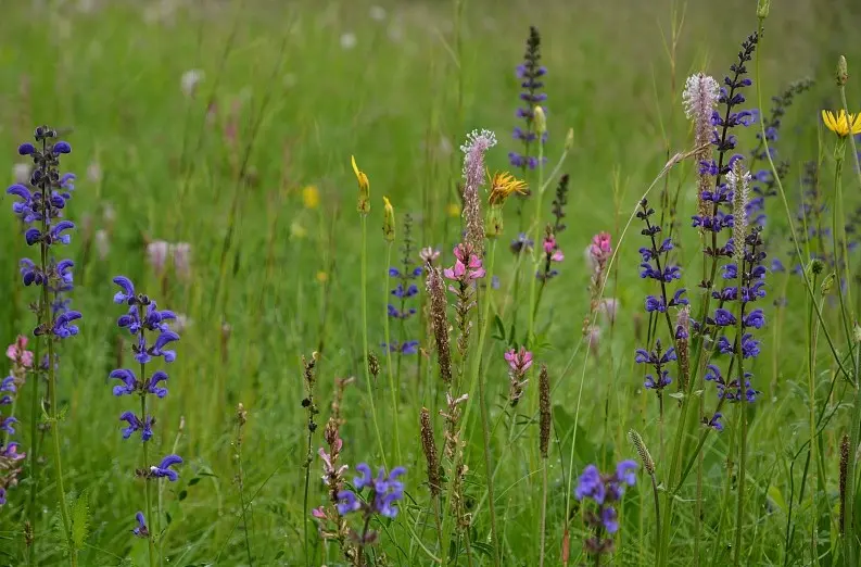 Les fleurs du Mercantour et le changement climatique