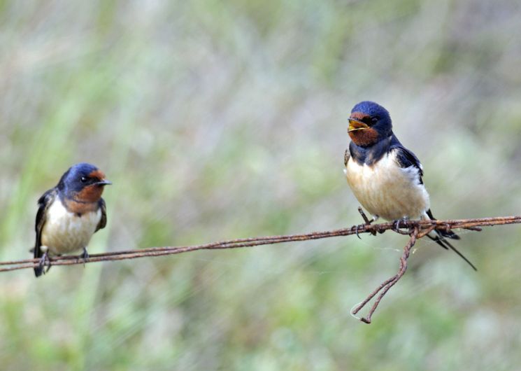 Oiseaux de nos villages