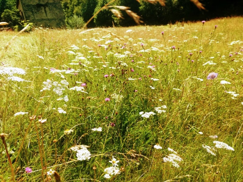 Balade-découverte "La faune et la flore " aux Tours de Carbonnières
