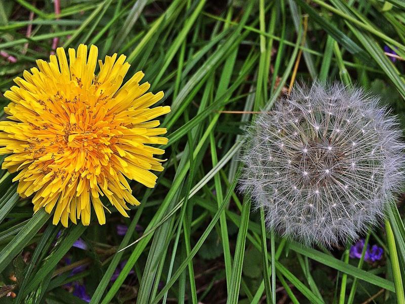 Plantes sauvages des villes et villages : Laissez moi pousser !