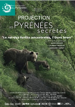 Le roi des fôrets ancestrales, l'Ours Brun