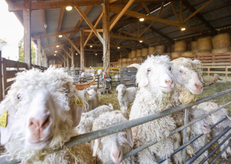 VISITE GUIDÉE DE LA FERME – ÉLEVAGE DE CHÈVRES ANGORA