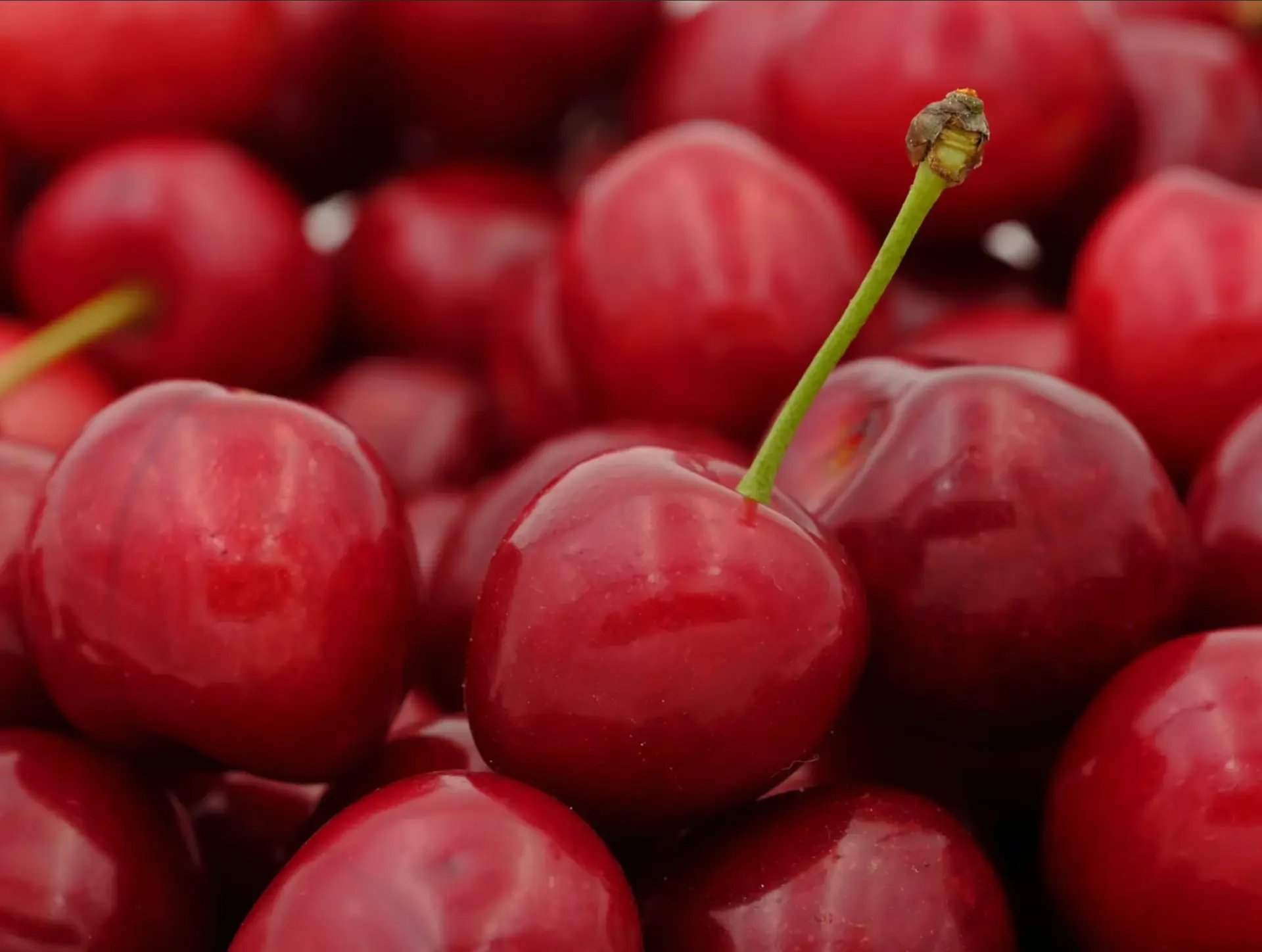 Fête de la cerise