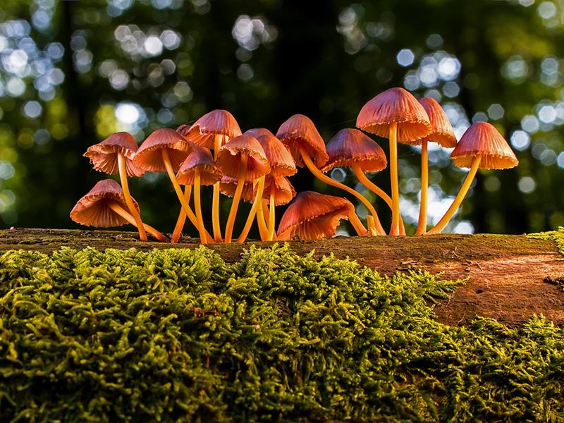 Les liens surprenants entre les champignons et les arbres