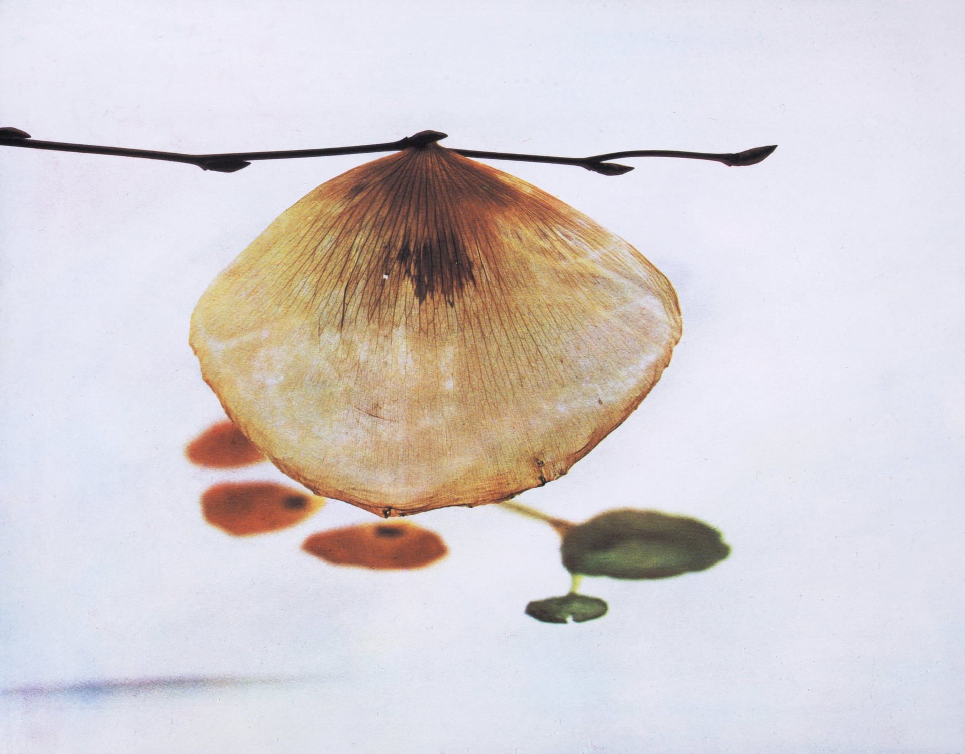 Exposition "Affinités Biomorphiques" - Art Contemporain