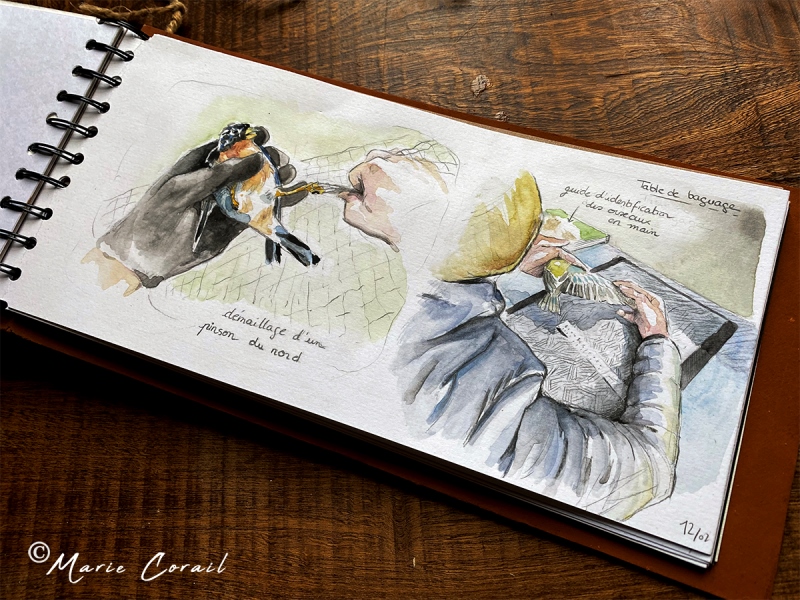 Exposition de Marie Corail