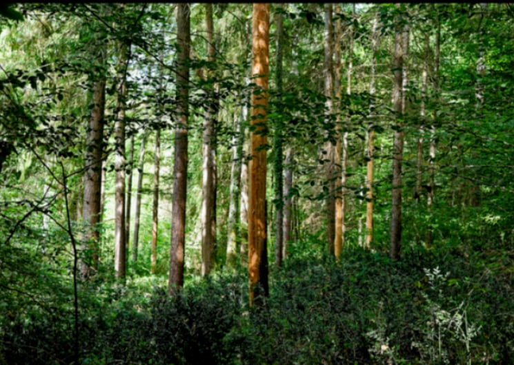 EXPOSITION – UN REGARD SUR LA FORÊT