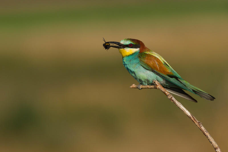 Concours photos "Pose Nature" - Fédération départementale des chasseurs de Loir-et-Cher