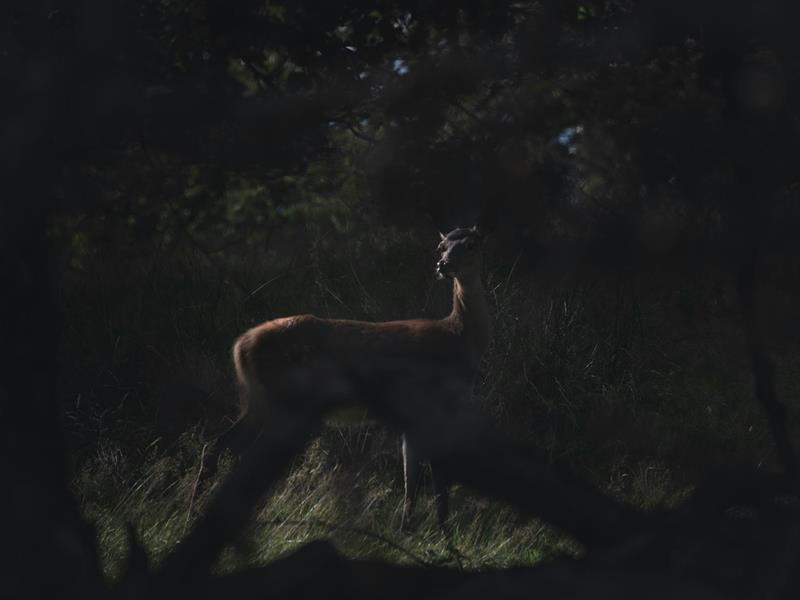 Sortie nature - Au coeur de la nuit, sur les traces de la faune sauvage