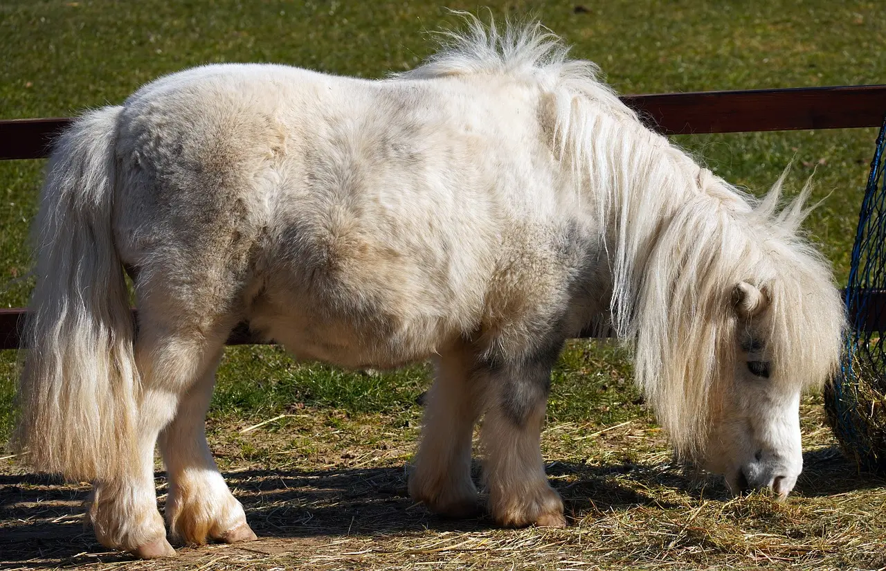 Balades à poney
