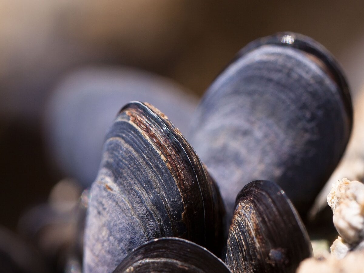 Fêtes des moules