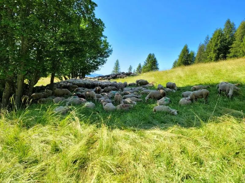 Journée du pastoralisme et de la transhumance