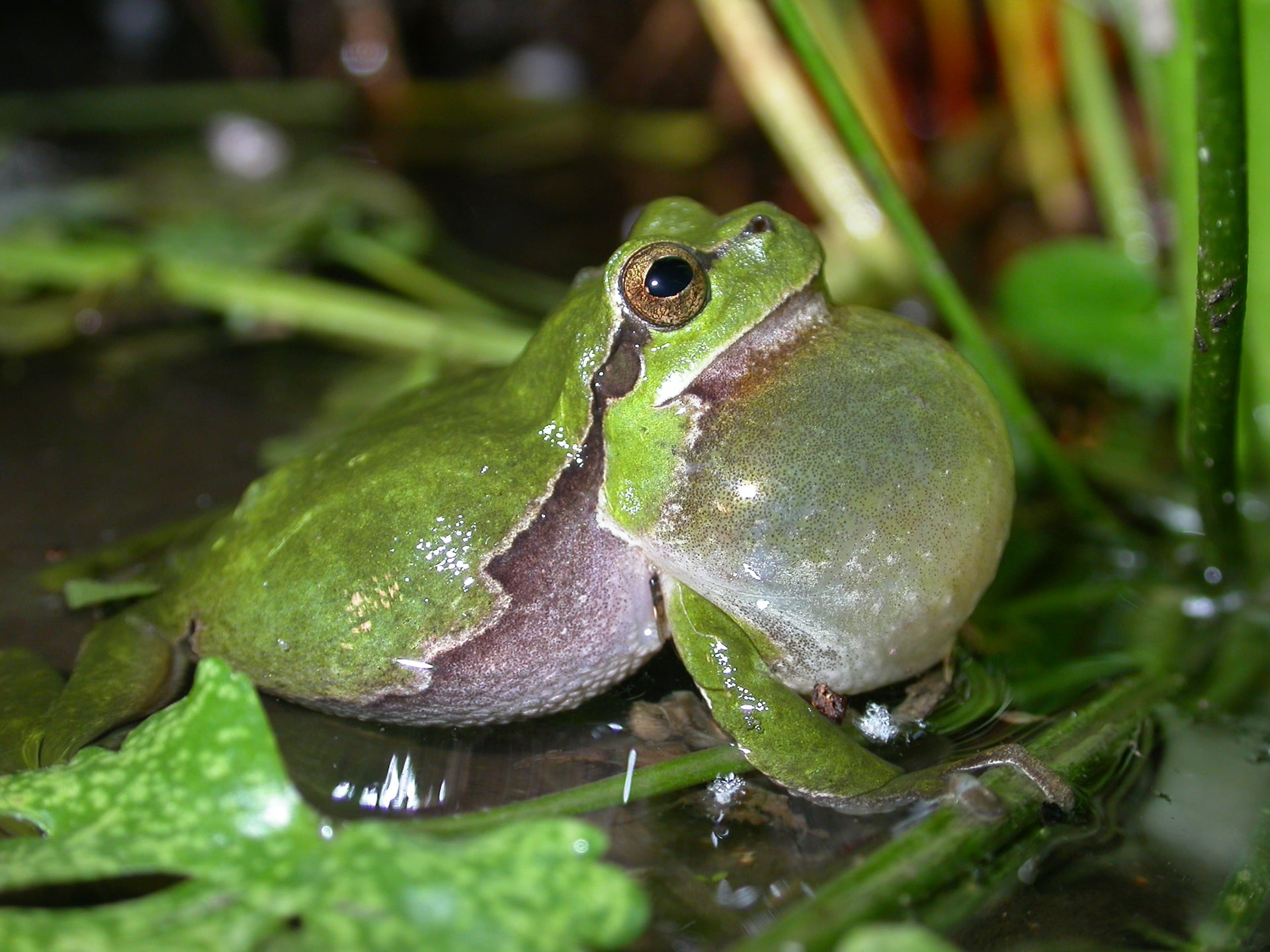 Fréquence Grenouille :  Partez à la découverte des batraciens & amphibiens de Sermizelles, le vendredi 24 avril