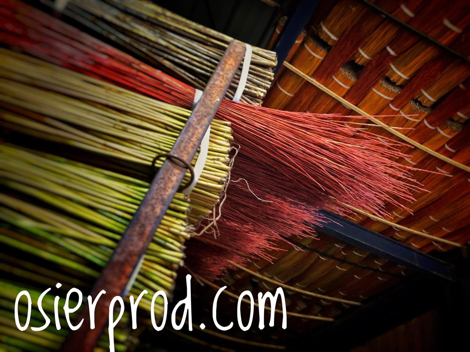 Visite d'une exploitation productrice d'osier "la récolte"