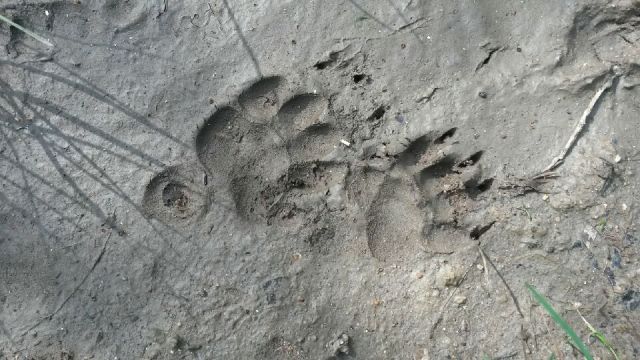 Pisteurs de la vie sauvage