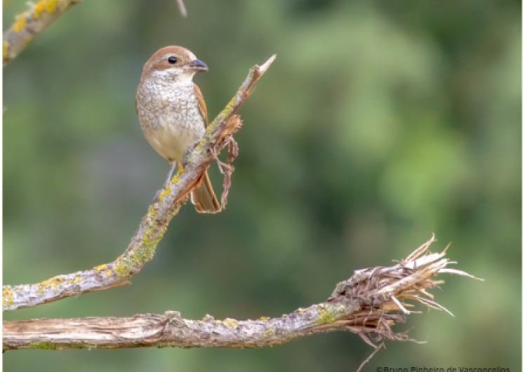 DÉCOUVREZ LA NATURE AUTREMENT AU PARC DU CONFLUENT: SORTIE ORNITHOLOGIE