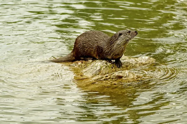 Balade sur la piste de la loutre d’Europe à Monteils avec Anthony Vieillard