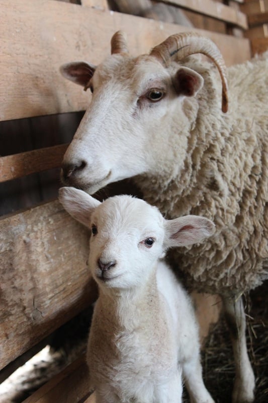 Soirée "Années 80 " à la Ferme de Léo