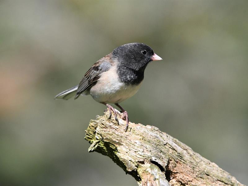 Initiation à un inventaire naturaliste