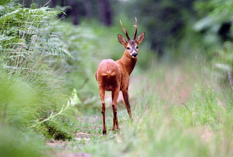 A la decouverte des animaux sauvages