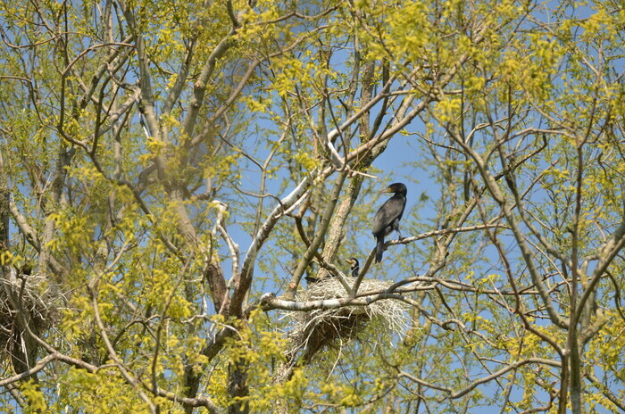 Zoom sur le Grand Cormoran