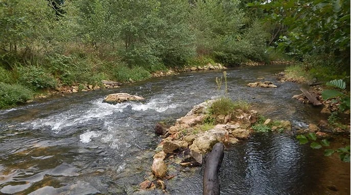 Sortie plantes sauvages comestibles à l'aire naturelle de Sanches